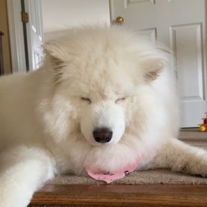 Meet your Posher, Hailey